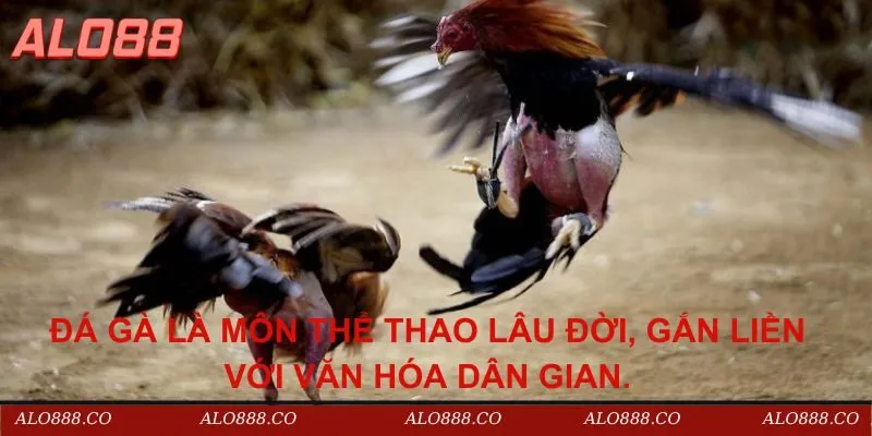 Đá gà là môn thể thao lâu đời, gắn liền với văn hóa dân gian