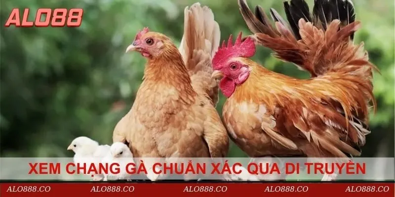 Xem chạng gà chuẩn xác qua di truyền