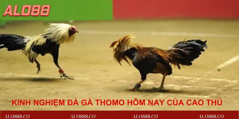 Kinh nghiệm đá gà thomo hôm nay của cao thủ