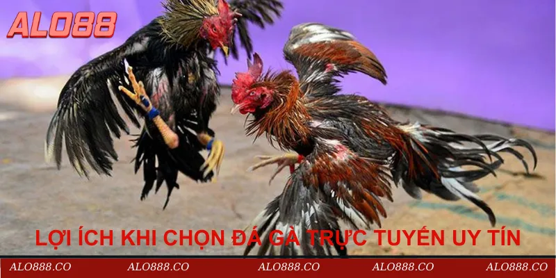 Lợi ích khi chọn đá gà trực tuyến uy tín