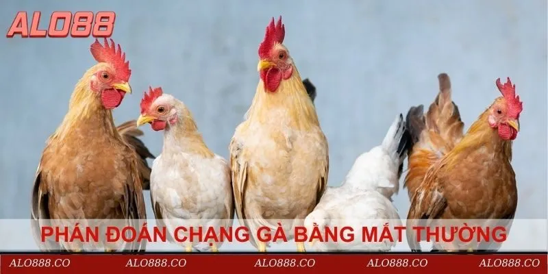 Phán đoán chạng gà bằng mắt thường