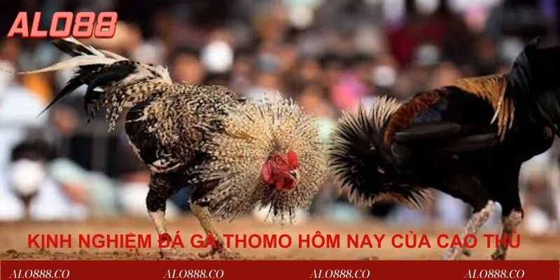 Tìm hiểu luật đá gà thomo hôm nay