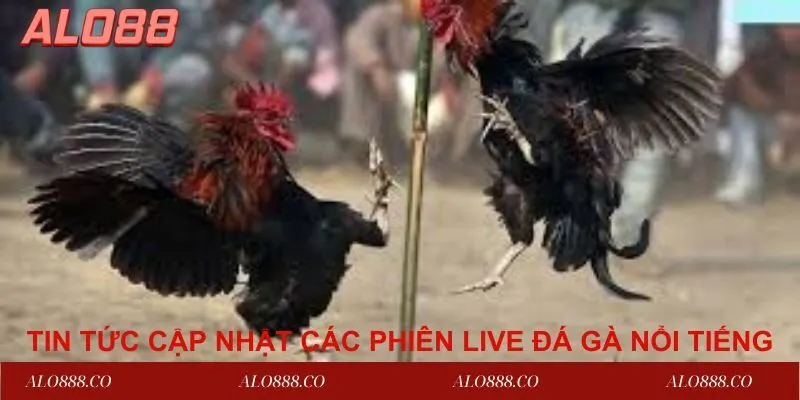 Tin tức cập nhật các phiên live đá gà nổi tiếng 