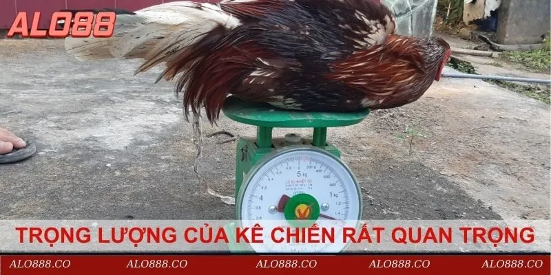 Trọng lượng của kê chiến rất quan trọng