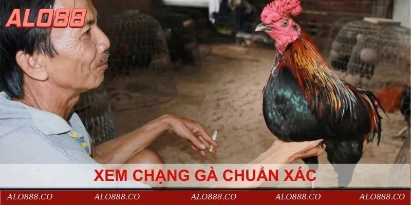 xem chạng gà chuẩn xác